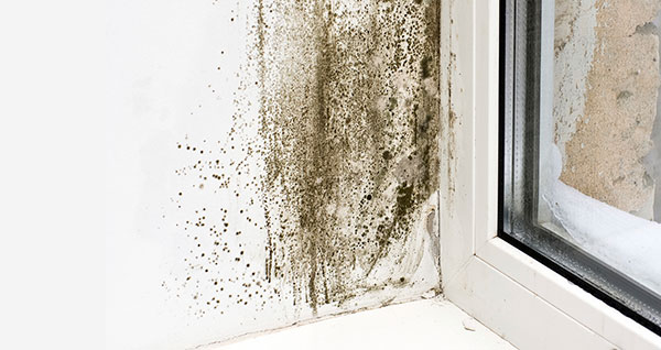 condensation and mould