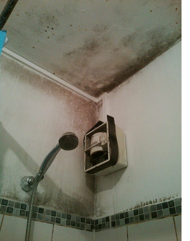 damp and mould